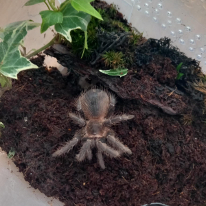 Egzotyczni goście w naszym przedszkolu. 