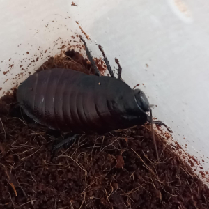 Egzotyczni goście w naszym przedszkolu. 