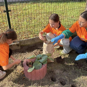 Wolontariusze z SP2 wraz z opiekunami włączyli się w akcję „Pola Nadziei”. 